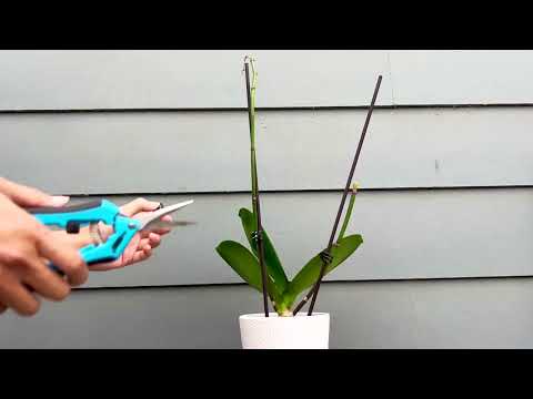 Orchid - Trimming Off Old Stem