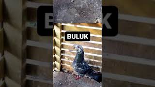 Download lagu Merpati Kentong D Ranji Sidoarjo. mp3