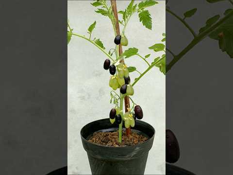 , title : 'Grow grapes in tomato tree || grow grapes 🍅 #shorts'