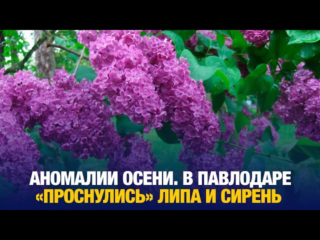 В Павлодаре за месяц до зимы на деревьях набухли почки