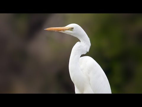 Ardeidae ll Indian bagula ll भारतीय बगुला