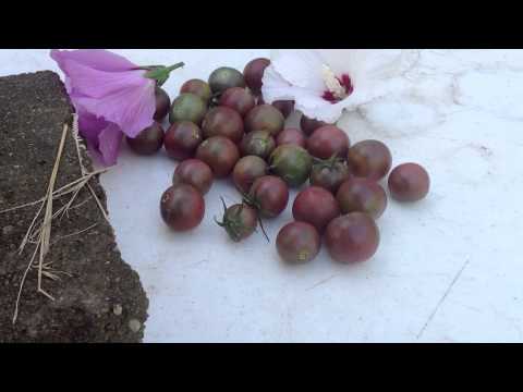 download lagu mp3 mp4 Chocolate Cherry Tomato Recipe, download lagu Chocolate Cherry Tomato Recipe gratis, unduh video klip Chocolate Cherry Tomato Recipe