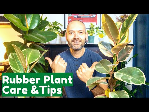 Gummibaum-Pflege & Tipps | Gesunden Ficus Elastica Tineke/Robusta züchten