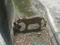 Tiger Eating Man in Delhi ZOO 
