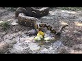 This Is How A Snake Python Defecate Poop Shit
