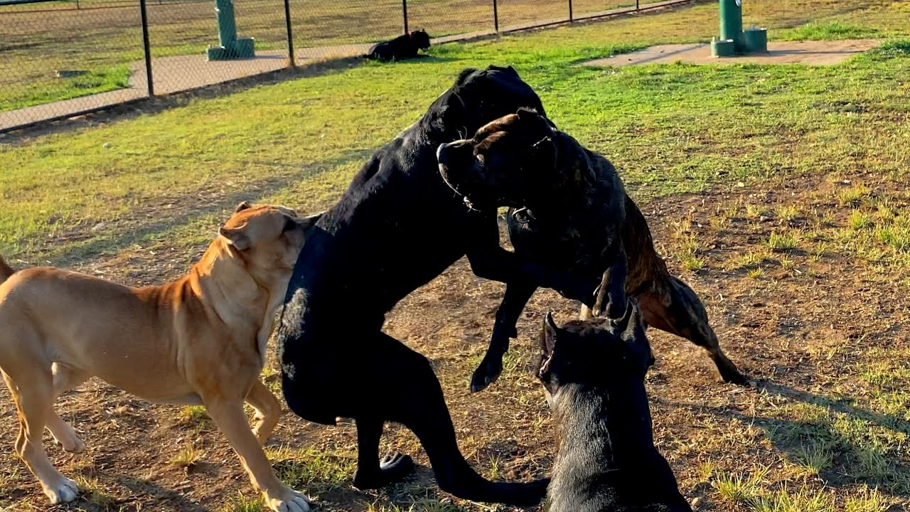 Cane Corso attacked and bullied at dog park
