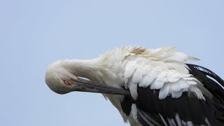 コウノトリ　のんびり羽繕い