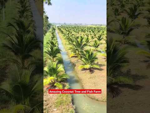 Amazing Coconut Tree and Integrated Fish Farm #shorts