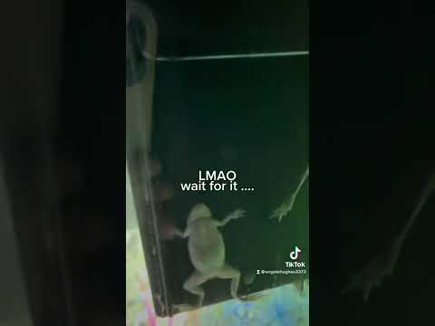 Frog Life LMAO