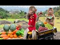 Bim Bim Harvests Fruit For A Picnic With His Wife