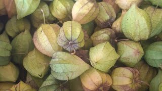 Download lagu Harvesting a huge bounty of free groundcherries and vegetables during the dry season mp3