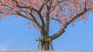 AKB48 - 10nen Zakura 『10年桜』- Lirik
