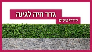 גדר חיה לגינה - גנן מסביר למה כדאי ואיך עושים?