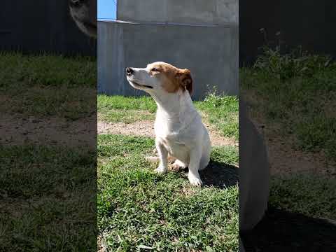 evil the last romantic...