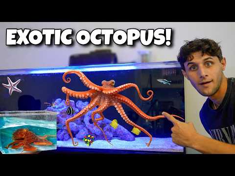 Chobotnica koralová (Octopus briareus) — akvárium, kŕmenie a správanie