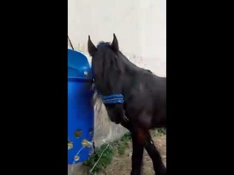 Heu Toy, Pferd vs. Heu Tonne