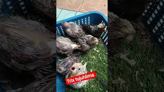 Download lagu burung parkit Australia falk anakan lucu banget #parrot #birds #viralvideo #falk mp3 Download lagu burung parkit Australia falk anakan lucu banget #parrot #birds #viralvideo #falk mp3