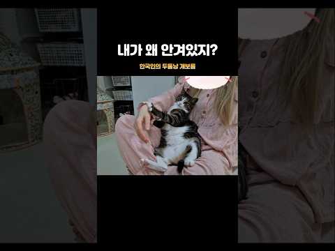 잠투정하는 고양이