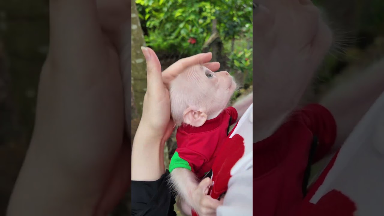 ママ愛してる❤😘🐒🙈#monkeys #monkey #monkeyvideo #monkeydluffy #funny #monkeylove #monkeybaby #usa