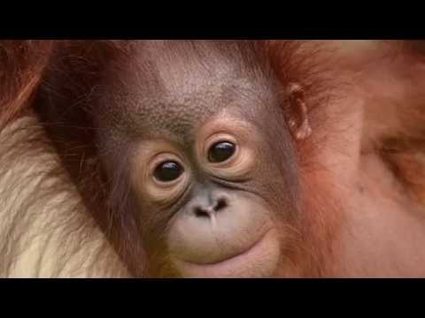 Borneo Eco Tours Baby Orang Utan - Chikita