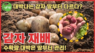2024년 감자 재배!!! 올해 사고 쳤습니다!! 수확량 무한대!!! 기술적인 땅관리의 결과입니다!! 다들 …