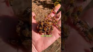 Download lagu Why Should Queen Bee Candidates Be Destroyed? mp3