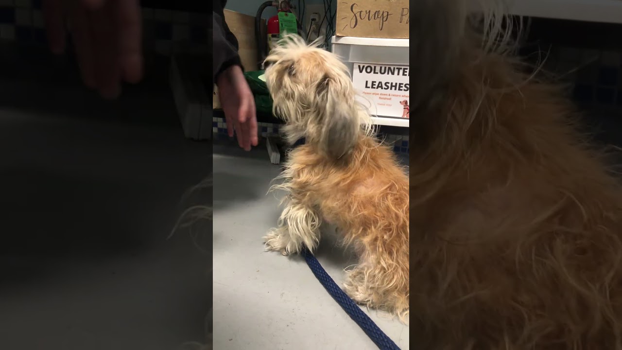 Enlarge Pearl, a Adoptable Mixed Breed in Tunkhannock, PA video 6/6