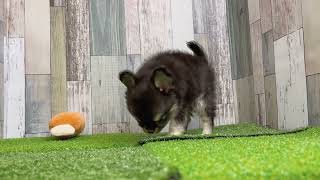 チワワ（ロング）の動画01