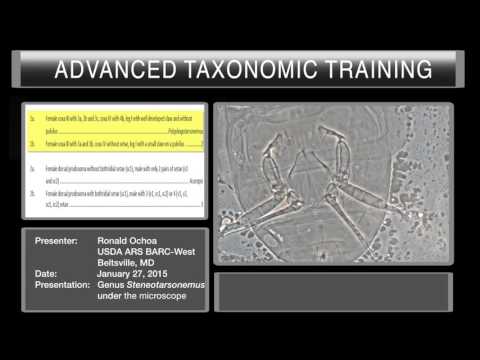 Mites under the microscope - <em>Steneotarsonemus</em>