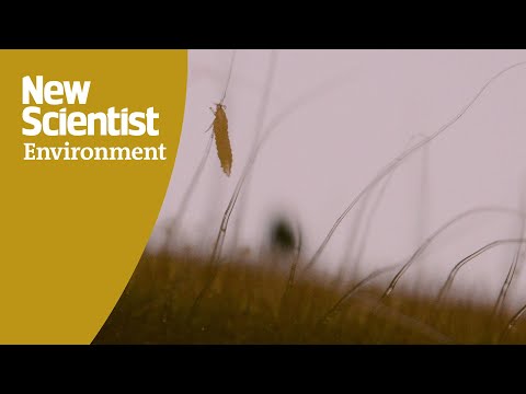 The sticky self-defence of a tomato plant