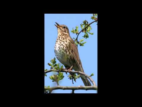 Zespół Adwokacki Dyskrecja - Stroiciele ptaków