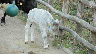 Montafoner Braunvieh Kalb