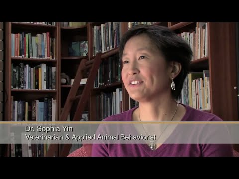 Amor difícil, una meditación sobre la dominancia y los perros