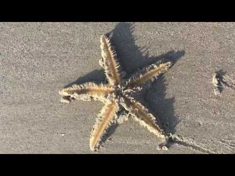 Star fish at   Beach Thailand