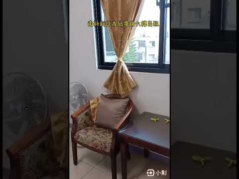 台南市安定區港口｜南科新技電梯大樓出租 其他 南科新技 591租屋 月租20,000元/月