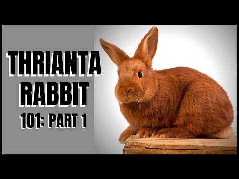 Thrianta Rabbit 101: Part 1