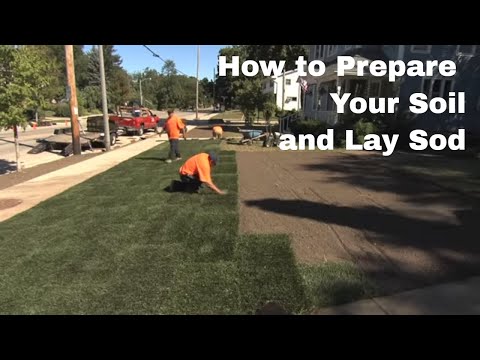 How to Prepare Your Soil and Lay Sod
