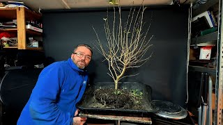 Creating A Bonsai From Privet Requires Patience