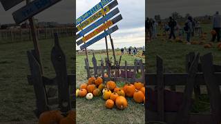 Pumpkin patch🎃 #バンクーバー生活 #カナダの自然 #海外生活vlog