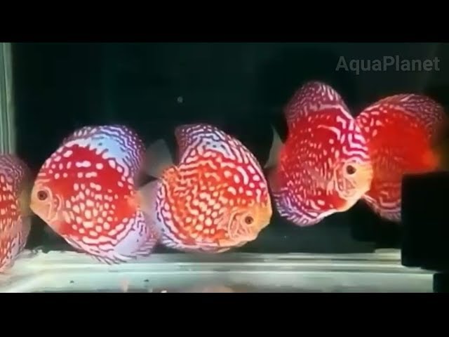 Most popular discus fish