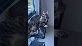 窓用ハンモックの上で日向ぼっこする仲良し姉妹猫【ベンガル猫】