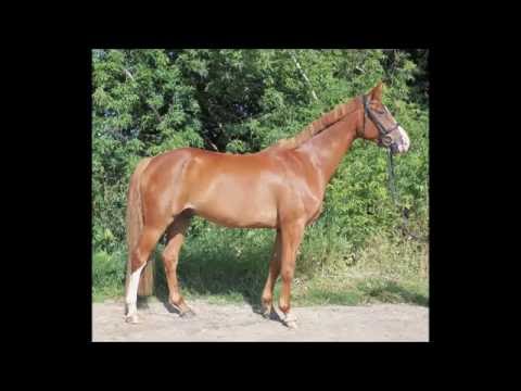 6-jähriger Wallach von Belissimo M