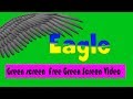 Green Screen Eagle