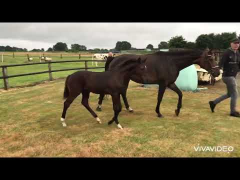 Satoshi vom ShuFu aus einer Mutter vom DeNiro