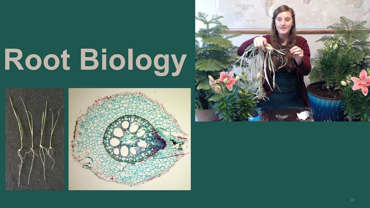 Root Biology - YouTube