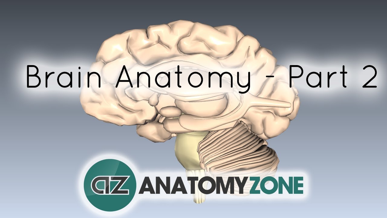 Basic Parts of the Brain - Part 2 - 3D Anatomy Tutorial