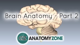 Basic Parts of the Brain - Part 2 - 3D Anatomy Tutorial