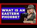 What Is An Eastern Phoebe? - Bird Watching Diaries