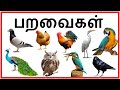 Birds Names And Sounds In Tamil For Kids பறவைகளின் பெயர்கள்