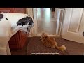 Funny Great Dane Waits Until Yawning Cat Gives The OK To Leave The Room Cats Rule